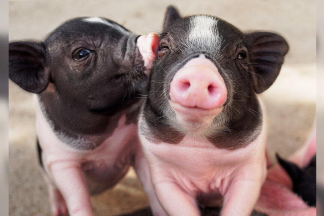 Why Pigs Don’t Get Sick From the Coronavirus