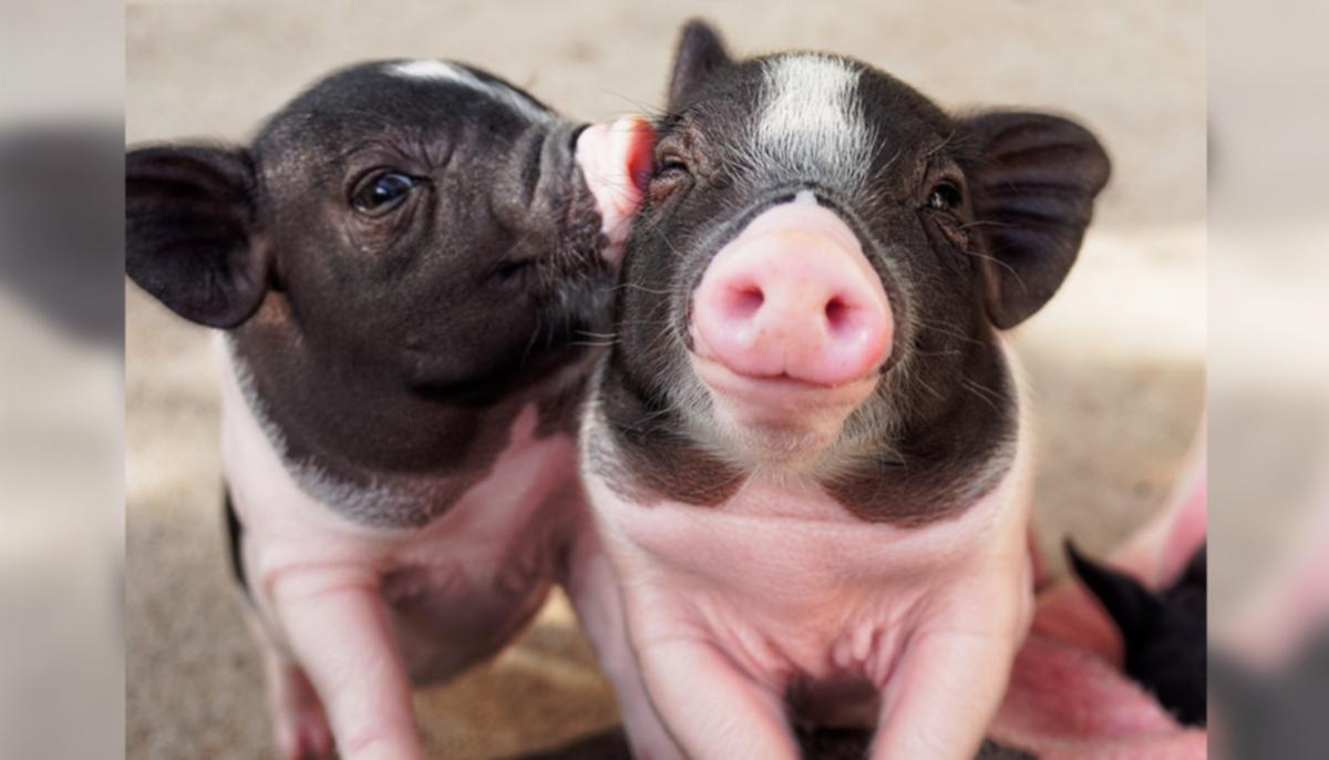 Why Pigs Don’t Get Sick From the Coronavirus