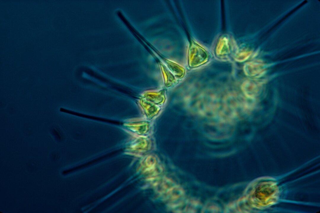 Phytoplankton Predicted to Increase By 2100, Researchers Say
