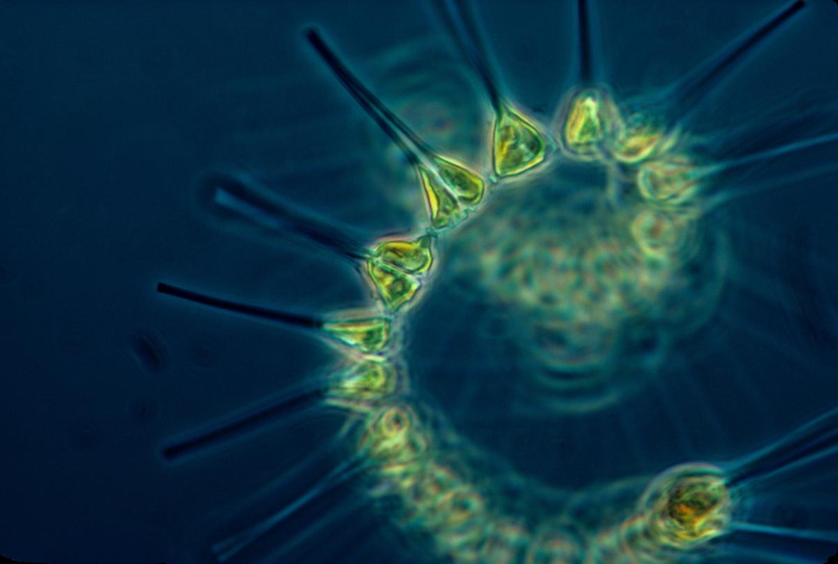 Phytoplankton Predicted to Increase By 2100, Researchers Say