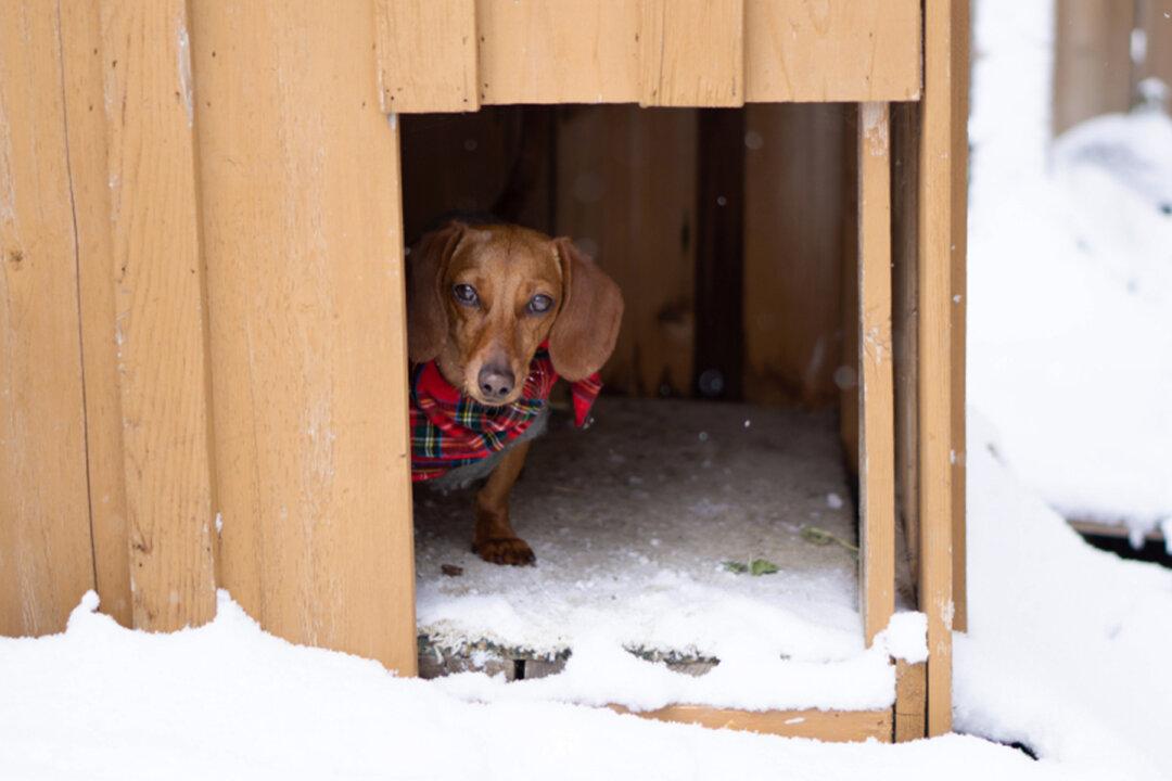 Veterinarian Sleeps in a Dog House on a Cold Winter Night to Show How Dogs Suffer When Left Outside