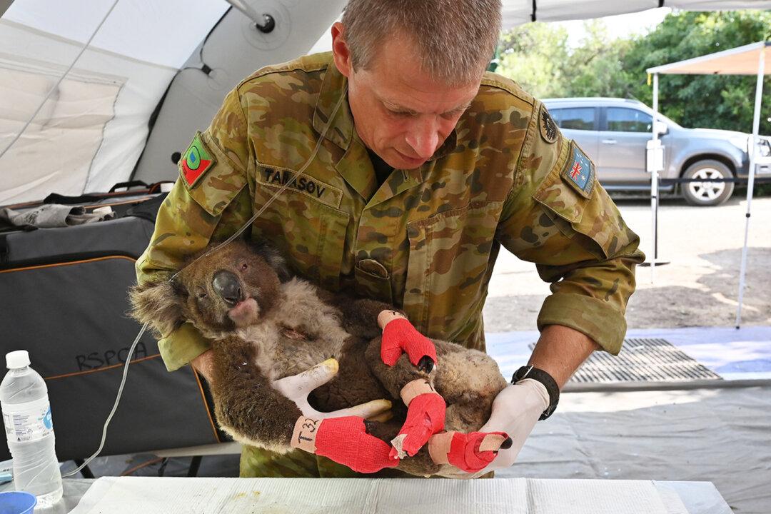 Australian Army Deployed to Lend a Helping Hand to Support Endangered Koalas at Wildlife Park