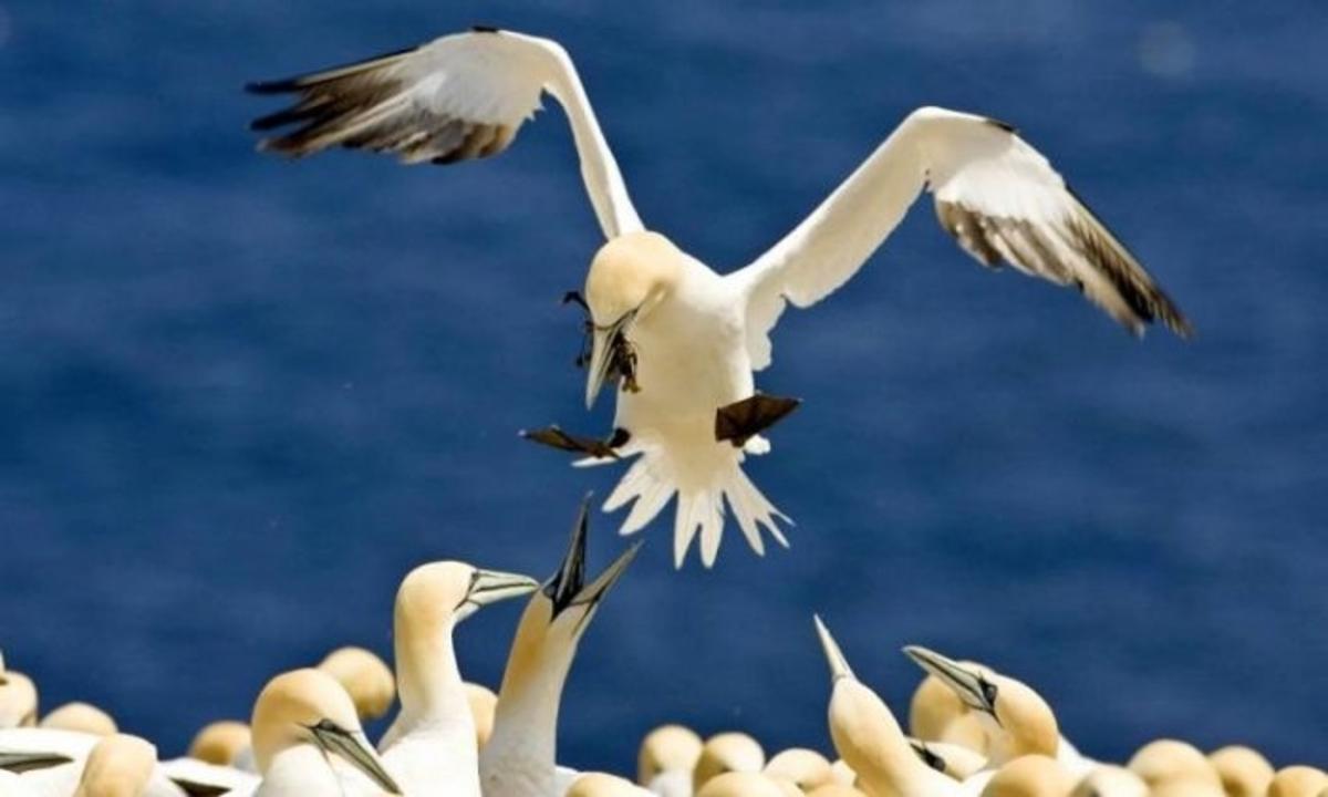 Trump Administration to Decriminalize Accidental Killing of Birds