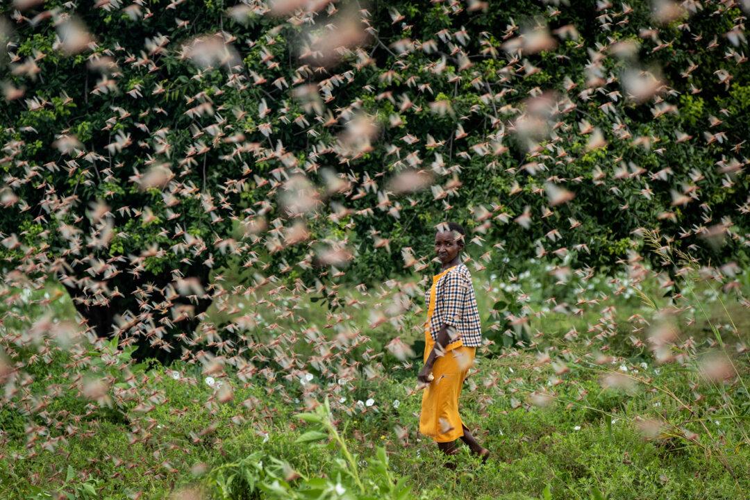 Spray Planes Combat Huge Locust Swarms in East Africa