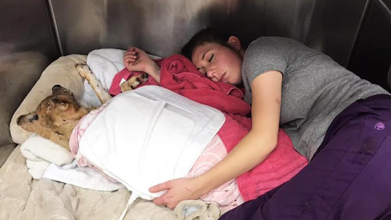 ‘I Kind of Just Froze Crying’: Vet Sleeps in Kennel to Comfort Dog Burned in Fire