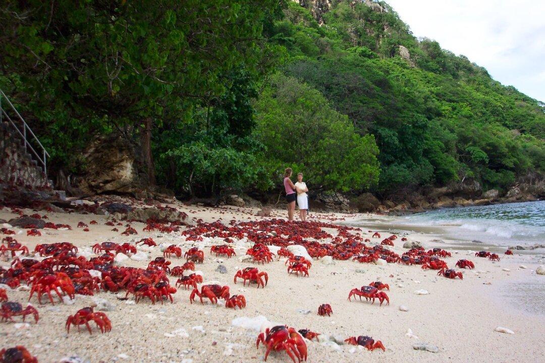 ‘Fascinating’: Red Crabs Marching on Christmas Island
