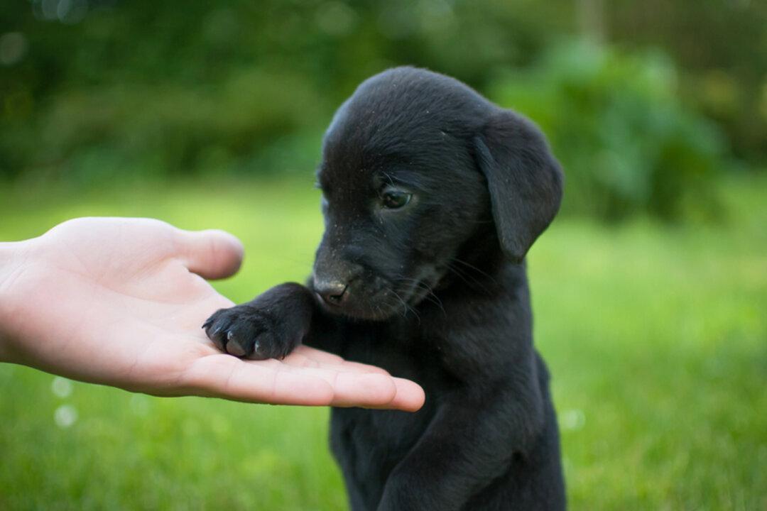 Deaf Man Adopts Adorable Deaf Rescue Pup and Teaches Him Sign Language