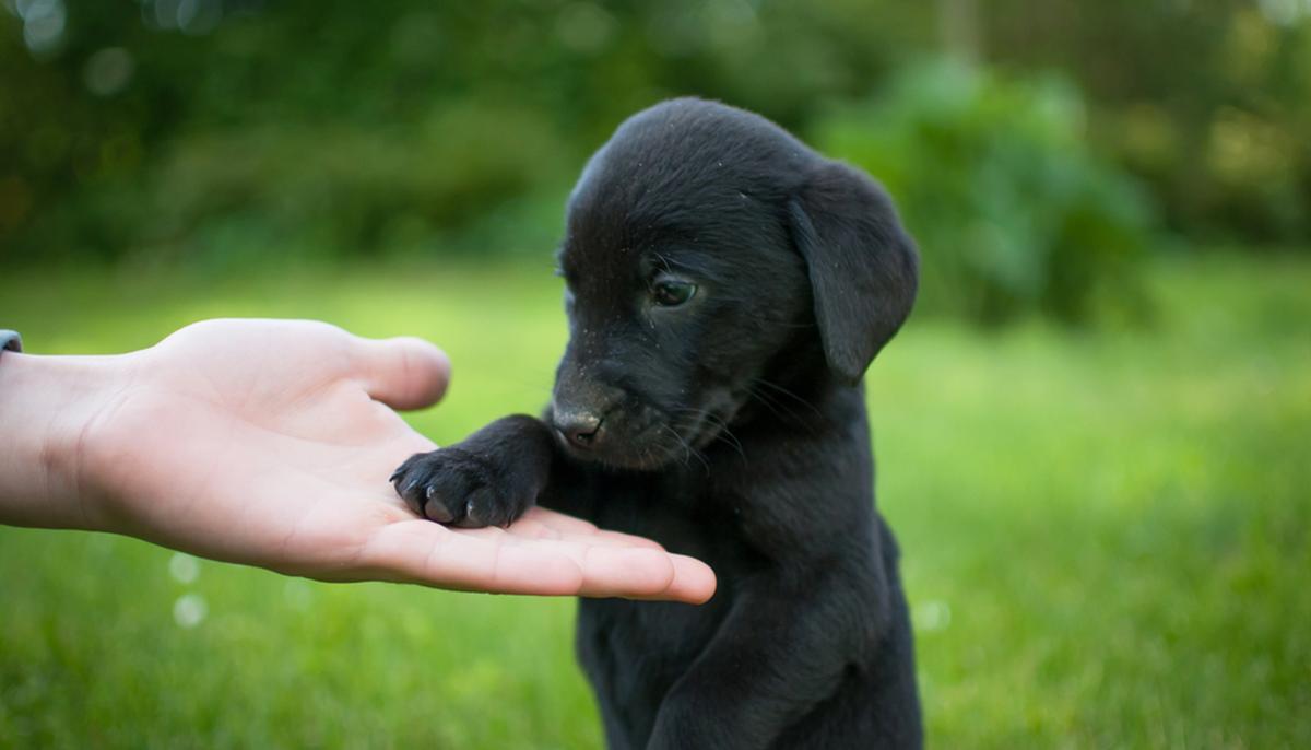 Deaf Man Adopts Adorable Deaf Rescue Pup and Teaches Him Sign Language