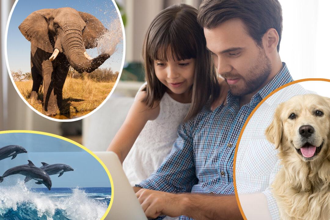 16 Animals Are Hiding in This Photo. If You Can Spot Over 4, Count Yourself a Genius!