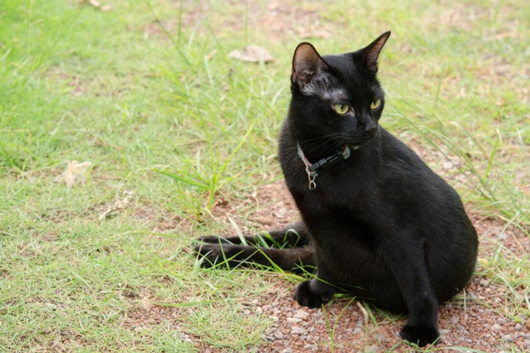 Injured Cat Comforts Nervous Sick Animals in Vet Clinic in Russia and Becomes Part of the Team