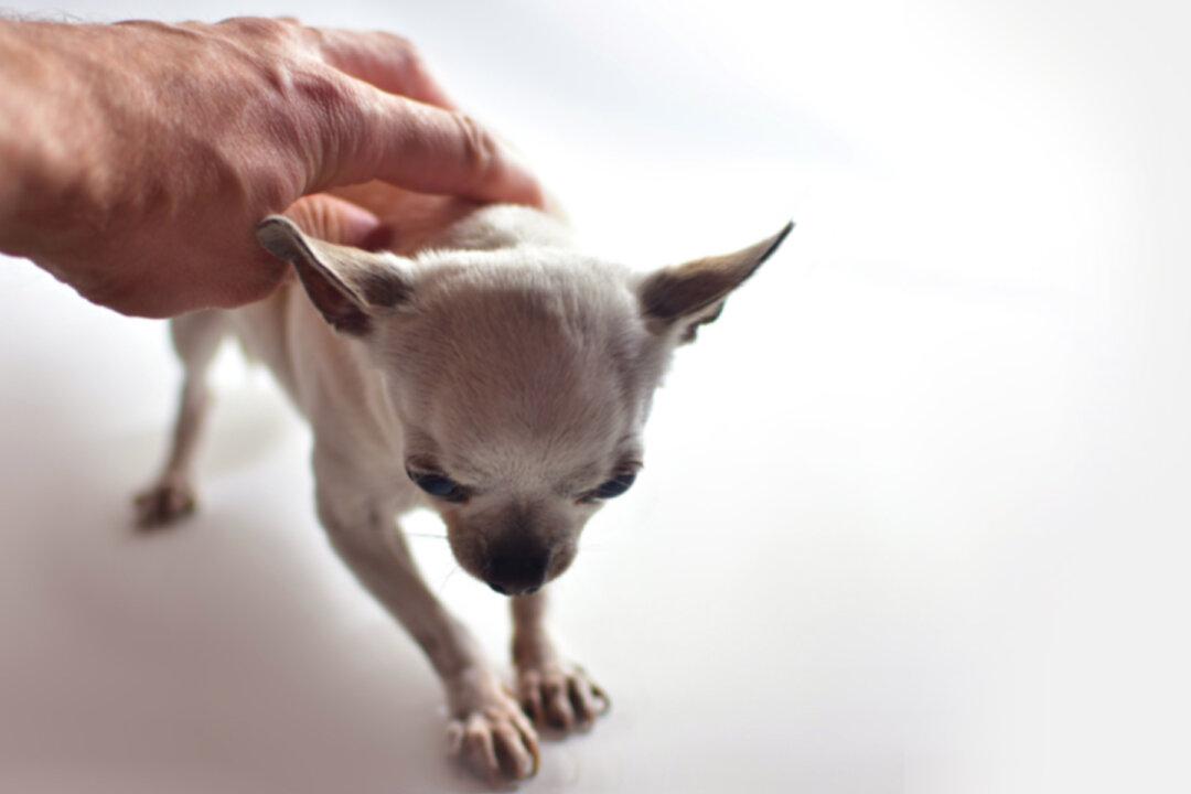 Starving Stray Chihuahua Too Weak to Walk Gets Saved and Makes Amazing Transformation