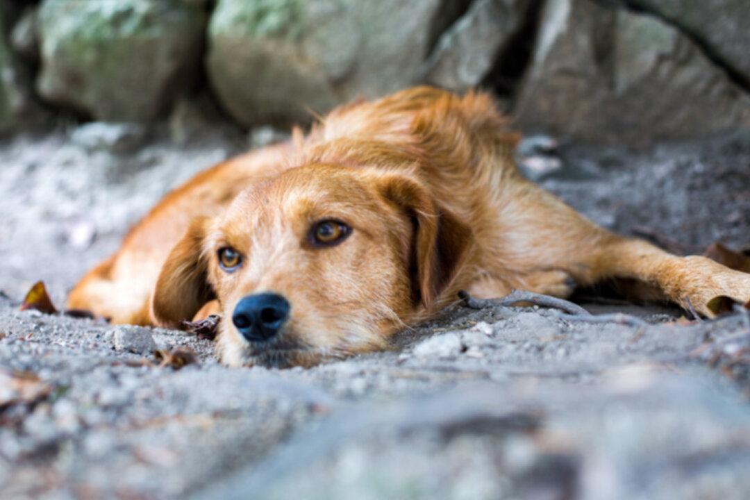 Abused Dog Was Thrown Off Balcony Before Family Surrendered Her for Being Too ‘Ugly’