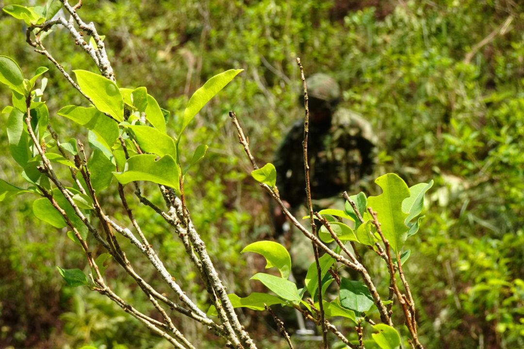 Colombia Aims to Eradicate More Than 321,000 Acres of Coca in 2020