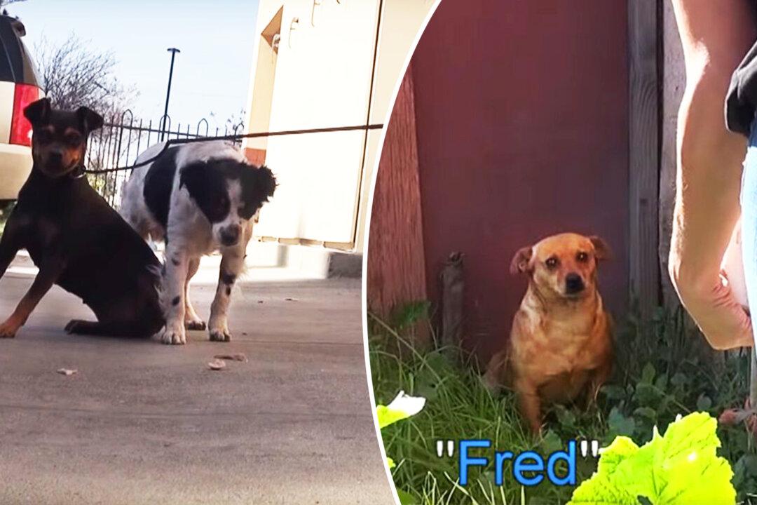 3 Dogs Left Homeless After Owner Dies Get a Second Chance–If Rescuers Can Catch Them!