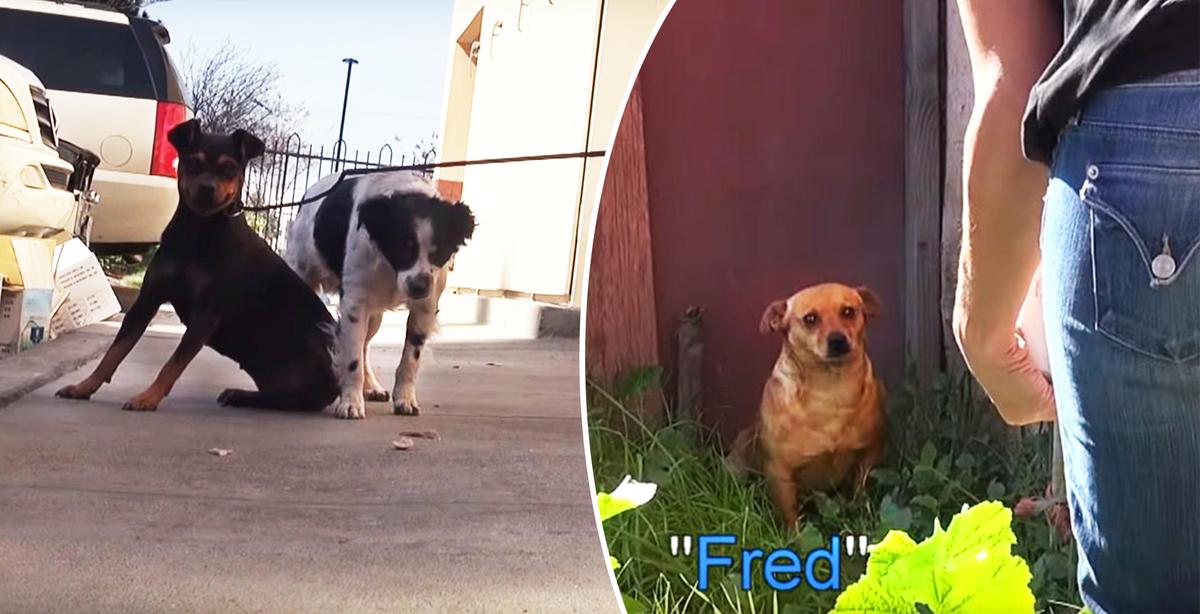 3 Dogs Left Homeless After Owner Dies Get a Second Chance–If Rescuers Can Catch Them!