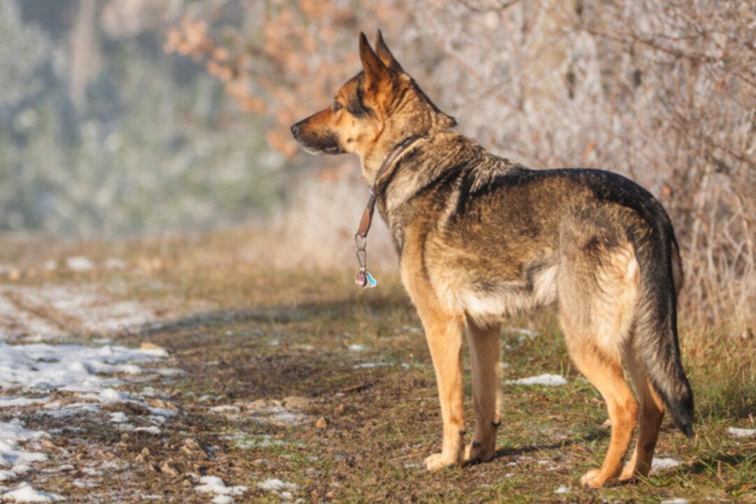 German Shepherd Hears Her Favorite Song–Then Her Hilarious ‘Dance Moves’ Light Up the Internet