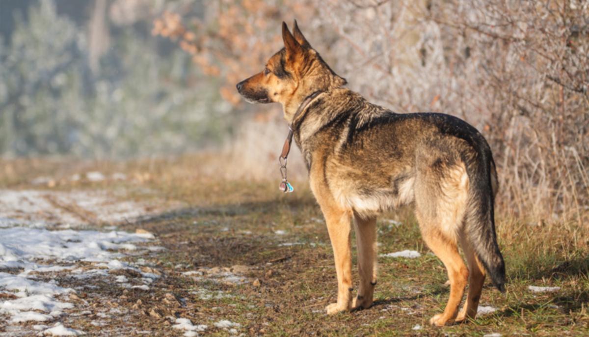 German Shepherd Hears Her Favorite Song–Then Her Hilarious ‘Dance Moves’ Light Up the Internet