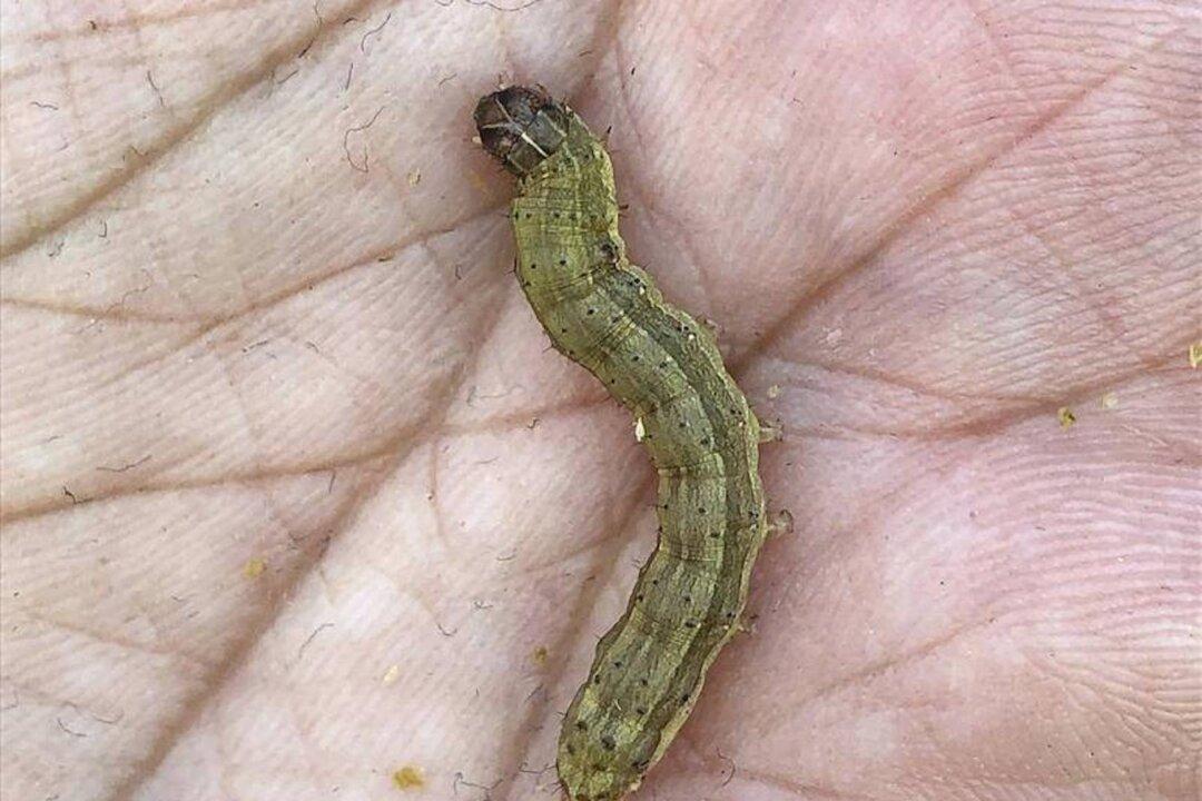 Australian State of New South Wales Steps up Funding to Combat Biosecurity Threats