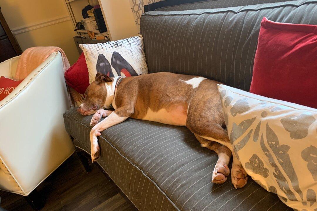 How a Navy Veteran and Abused Pit Bull Saved Each Other