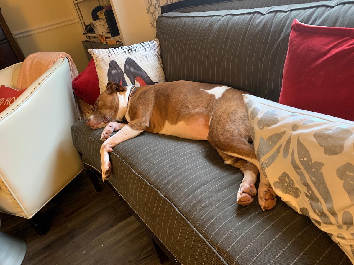 How a Navy Veteran and Abused Pit Bull Saved Each Other