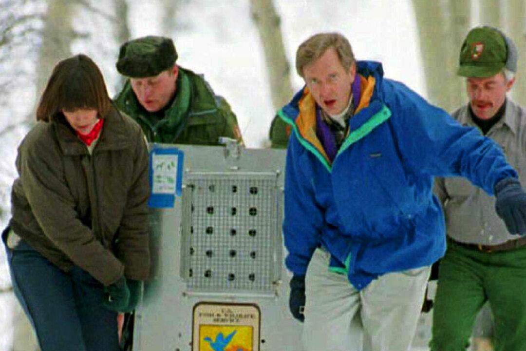 After Gray Wolves Reintroduced Into Yellowstone, Something Amazing Happened to the Ecosystem