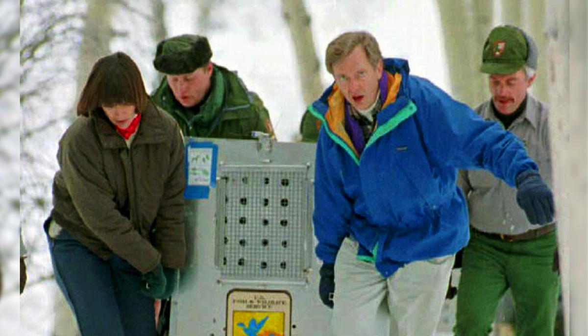 After Gray Wolves Reintroduced Into Yellowstone, Something Amazing Happened to the Ecosystem