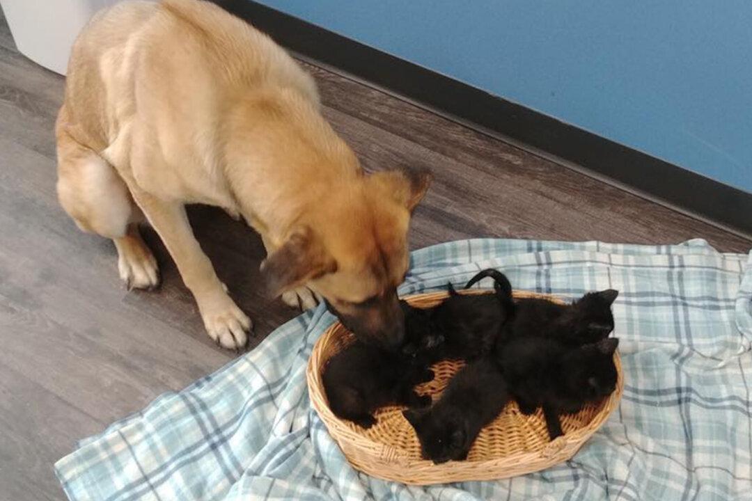 Stray Dog Found on Side of the Road in the Snow Cuddling 5 Orphaned Kittens to Keep Them Warm