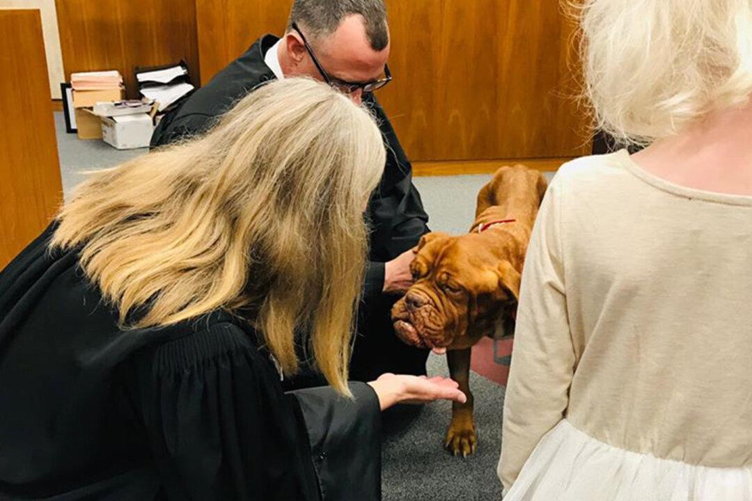 Homeless Senior Mastiff With Terminal Cancer Gets Adopted to Spend Last Days in Happy Home