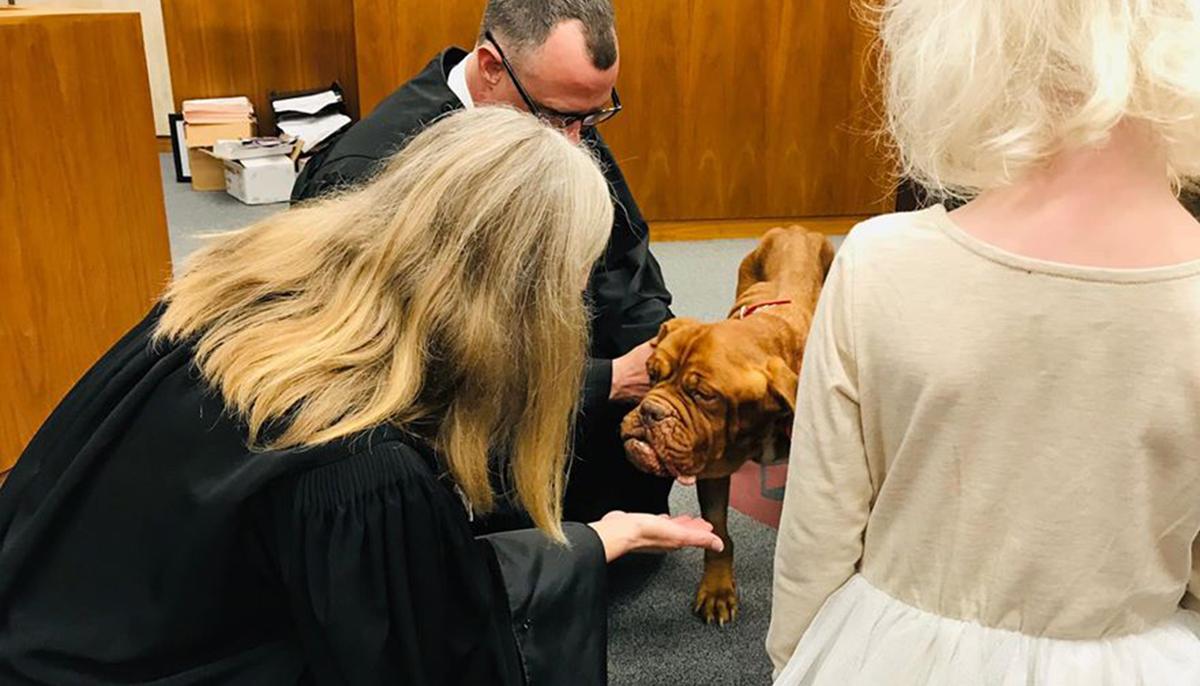 Homeless Senior Mastiff With Terminal Cancer Gets Adopted to Spend Last Days in Happy Home