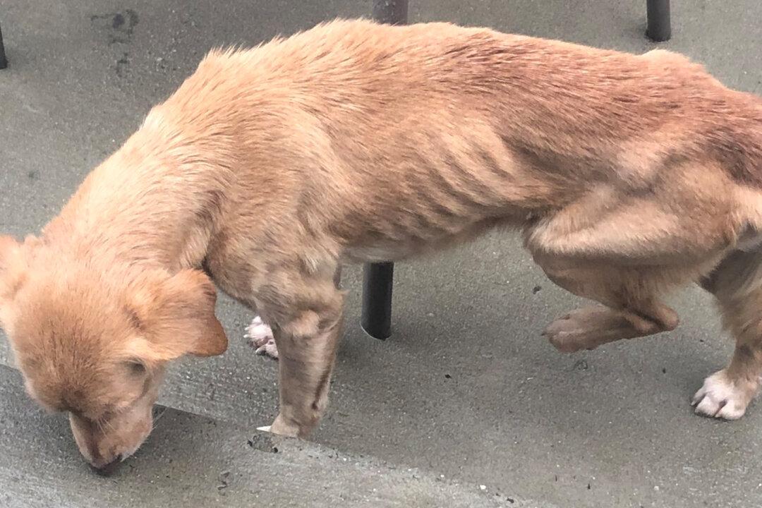 Starving Senior Dog Sees Open Door, Takes Shelter From Storm & Accidentally Finds Her Forever Home