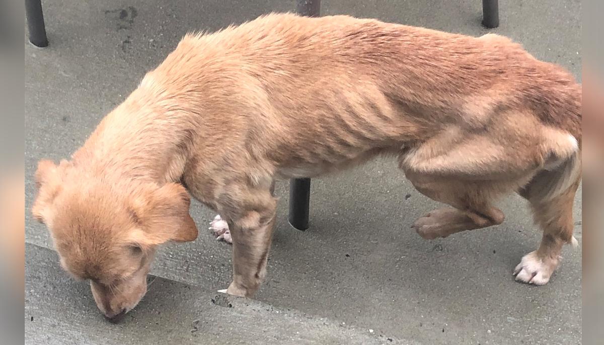 Starving Senior Dog Sees Open Door, Takes Shelter From Storm & Accidentally Finds Her Forever Home