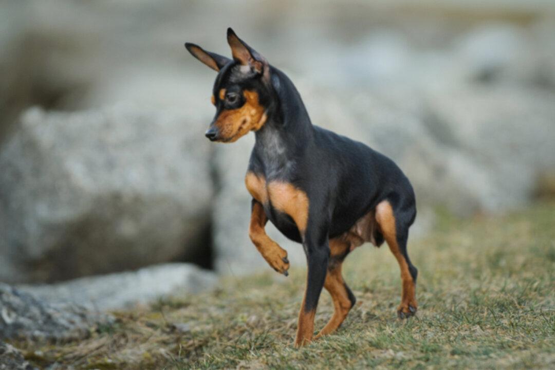 Tiny, Disabled Dog ‘Thanks’ Her Rescuer With a Kiss, So She Adopts Her–and Now She’s an Instagram Star