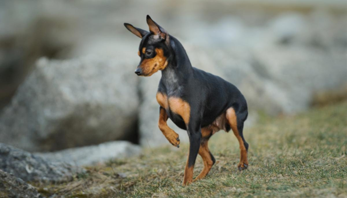 Tiny, Disabled Dog ‘Thanks’ Her Rescuer With a Kiss, So She Adopts Her–and Now She’s an Instagram Star