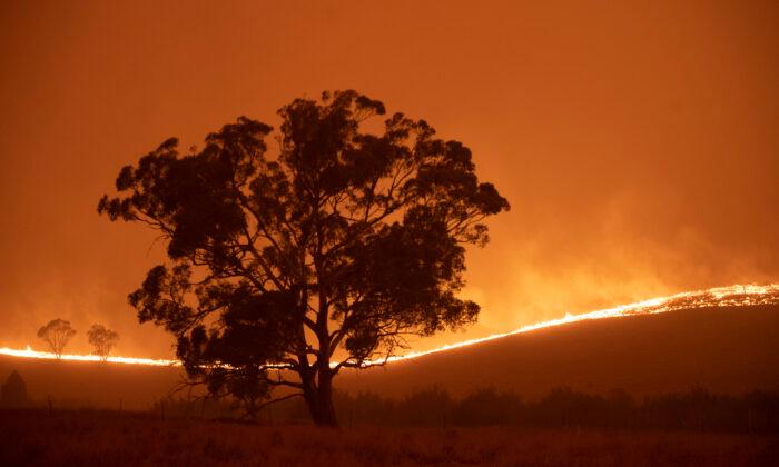 Australia a ‘Powder Keg’ for Grassfires After Big Wet