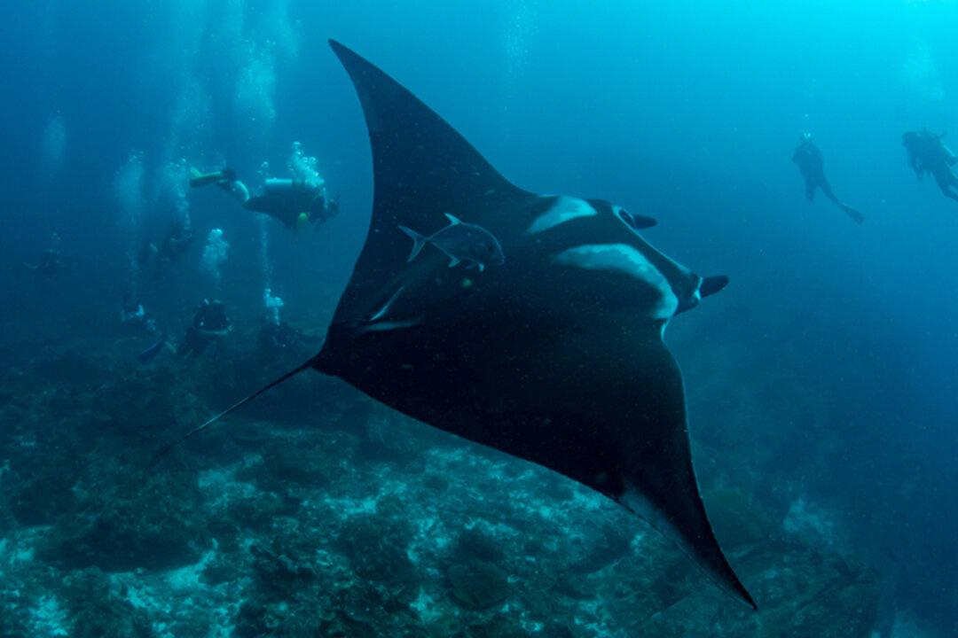 Divers Spot Wounded Manta Ray ‘Asking’ for Help–Then They See Fishhooks and Rush to the Rescue