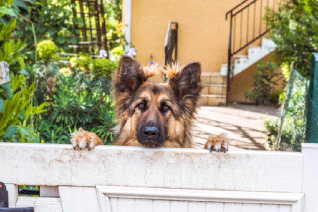 Candid Video Captures Mailman’s Daily Greeting With Neighborhood German Shepherd, and It’s Adorable