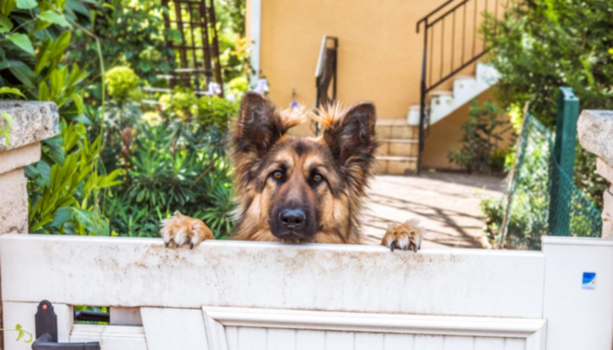 Candid Video Captures Mailman’s Daily Greeting With Neighborhood German Shepherd, and It’s Adorable