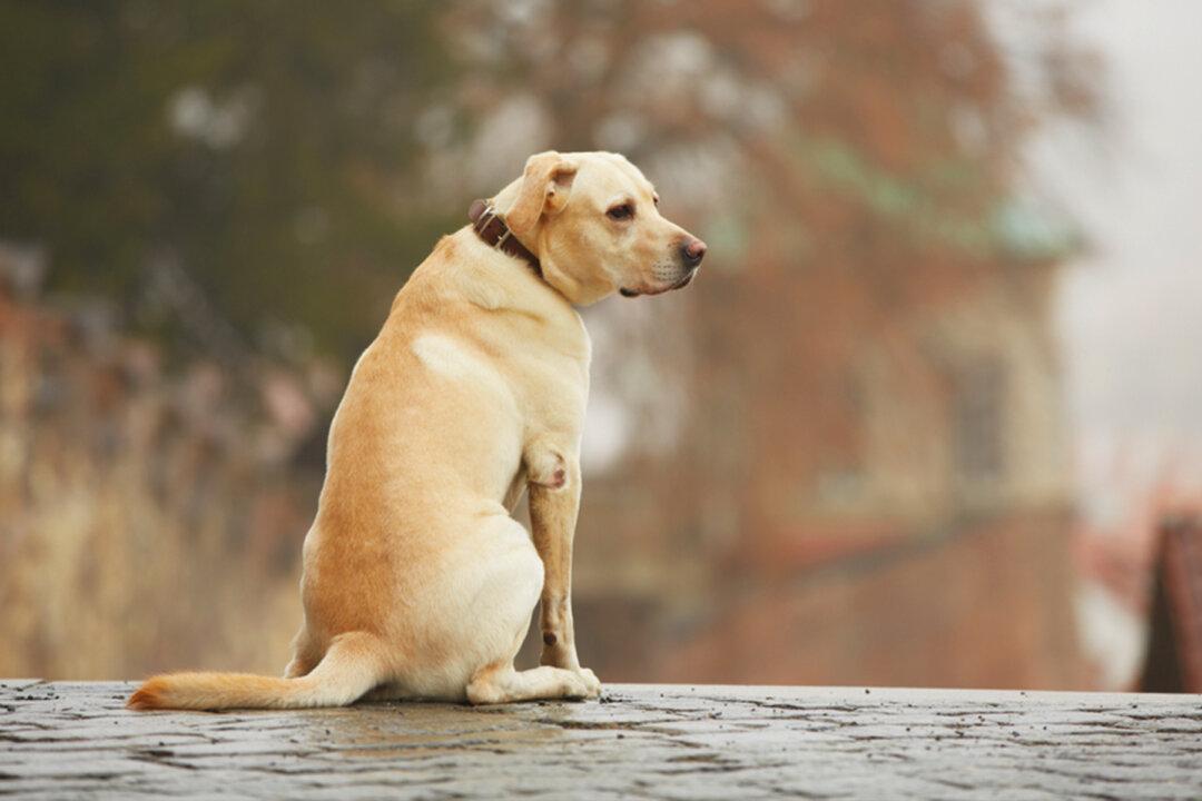 Shar-Pei Abandoned at Train Station With Suitcase of Belongings Goes Viral and Gets Adopted Into New Home