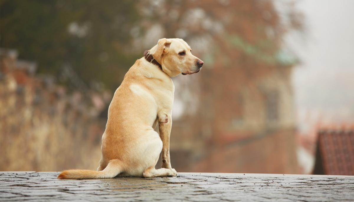 Shar-Pei Abandoned at Train Station With Suitcase of Belongings Goes Viral and Gets Adopted Into New Home