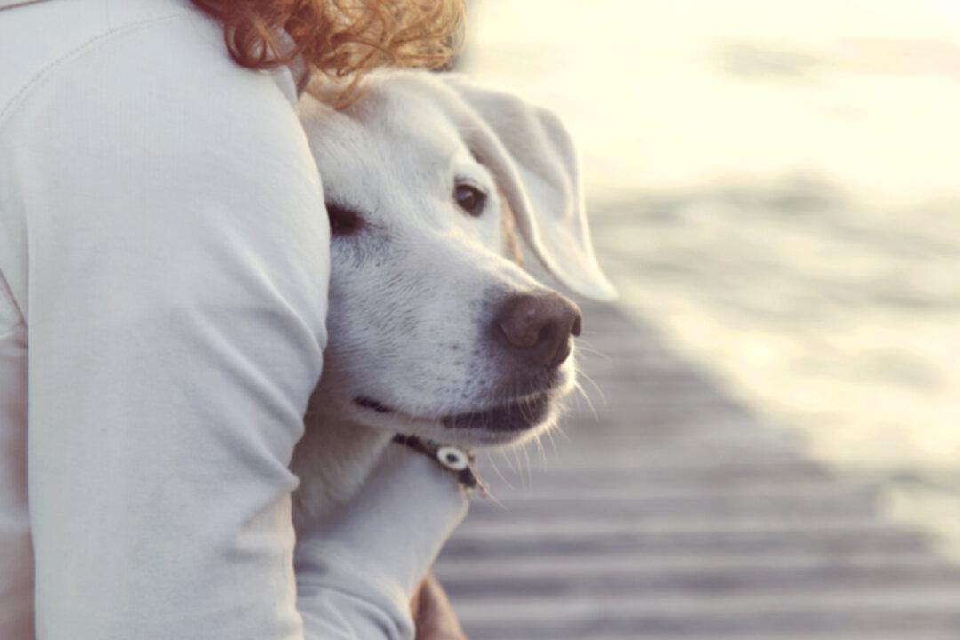 ‘Loving, Goofy’ Pit Bull Ferociously Protects Woman Owner and Friend From Violent Domestic Abuser