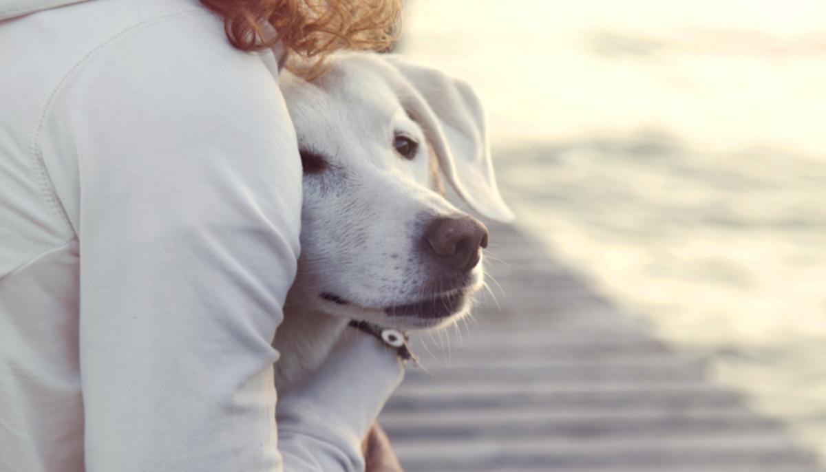 ‘Loving, Goofy’ Pit Bull Ferociously Protects Woman Owner and Friend From Violent Domestic Abuser