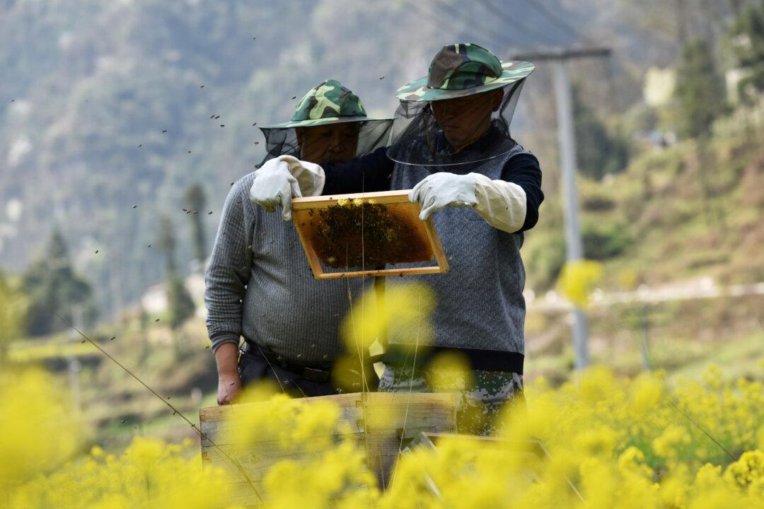 Coronavirus Stings World’s Top Honey Makers With China Beekeepers Locked Down