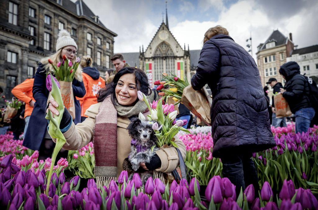 100,000 Tulips Coming to San Francisco for Flower Bulb Day
