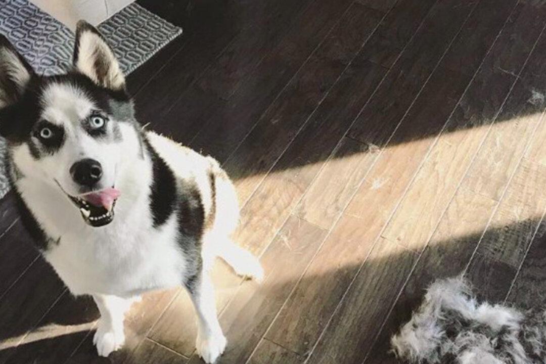 Video: Husky Throws Hilarious Temper Tantrum When Mom Asks ‘Who Messed Up the Couch?’