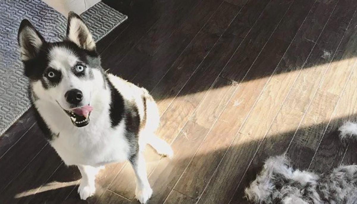 Video: Husky Throws Hilarious Temper Tantrum When Mom Asks ‘Who Messed Up the Couch?’