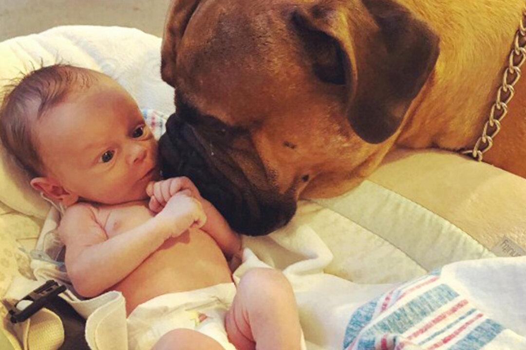 Loyal Bullmastiff Befriends Newborn Baby ‘Brother’ by Bringing Him Favorite Toy Whenever He Cries