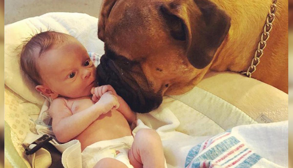 Loyal Bullmastiff Befriends Newborn Baby ‘Brother’ by Bringing Him Favorite Toy Whenever He Cries