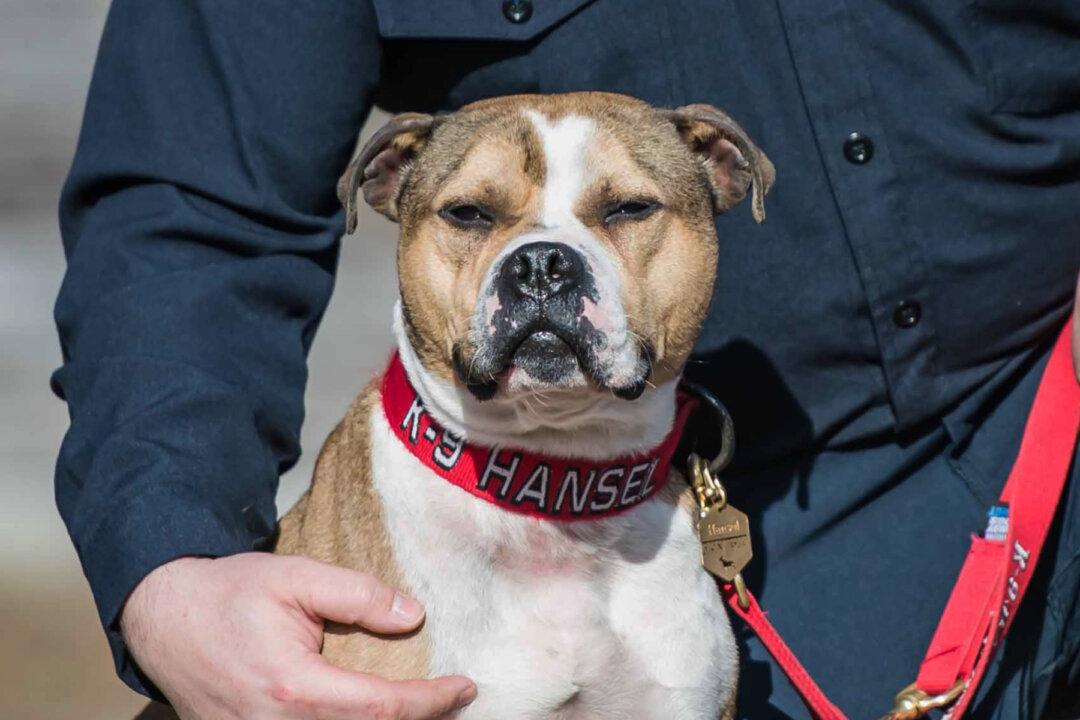 Pit Bull Rescued From Dog-Fighting Ring Becomes First Arson-Detection K9 in the US
