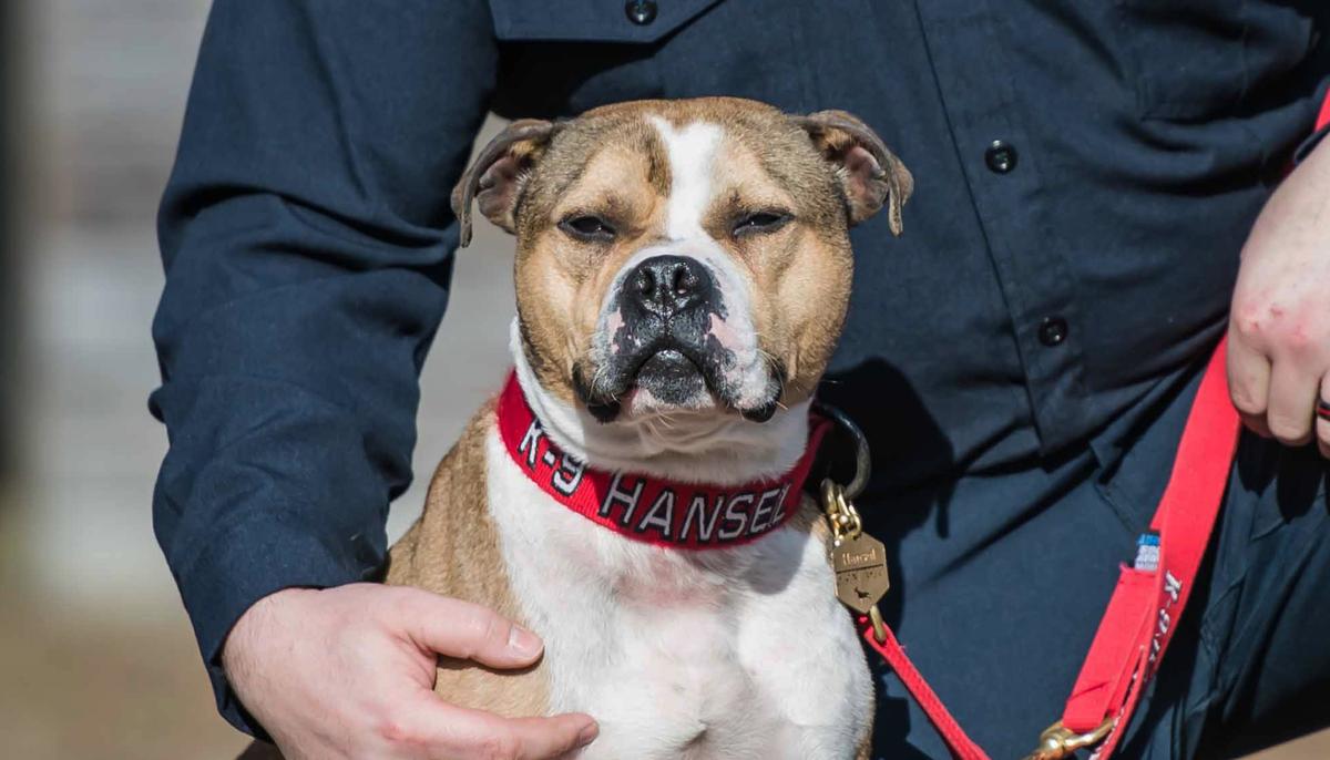 Pit Bull Rescued From Dog-Fighting Ring Becomes First Arson-Detection K9 in the US