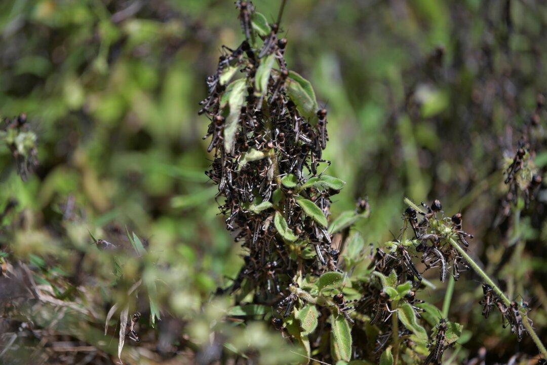 UN Requests More Funding for ‘Unprecedented’ Locusts in Africa as China Deploys 100,000 Ducks